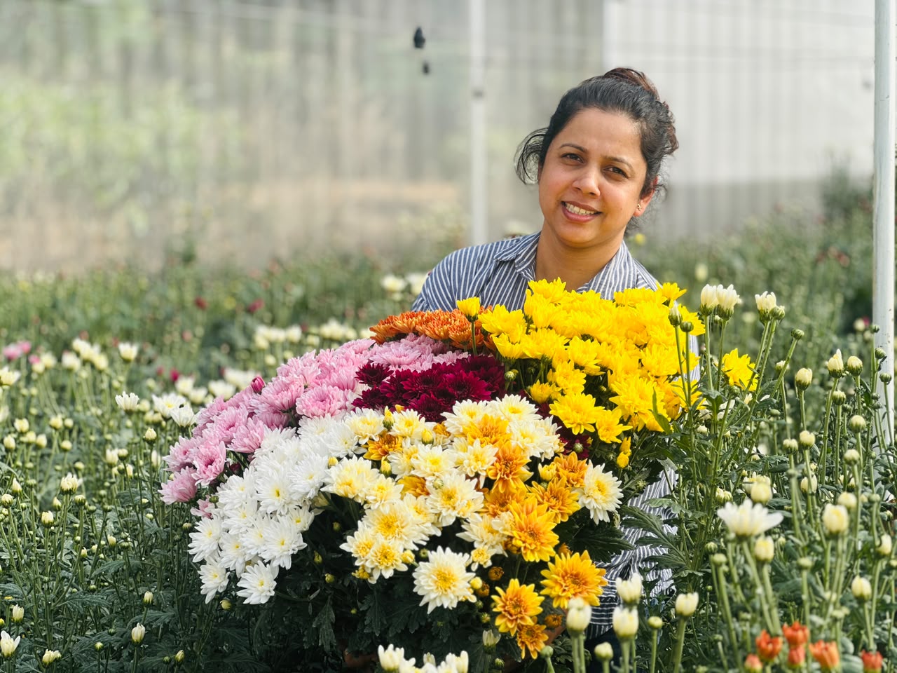 Armful of freshly cut chrysanthemums among the growing beds